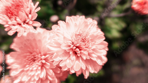 Pink gentle blooming flowers in the garden in summer chrysanthemums close up