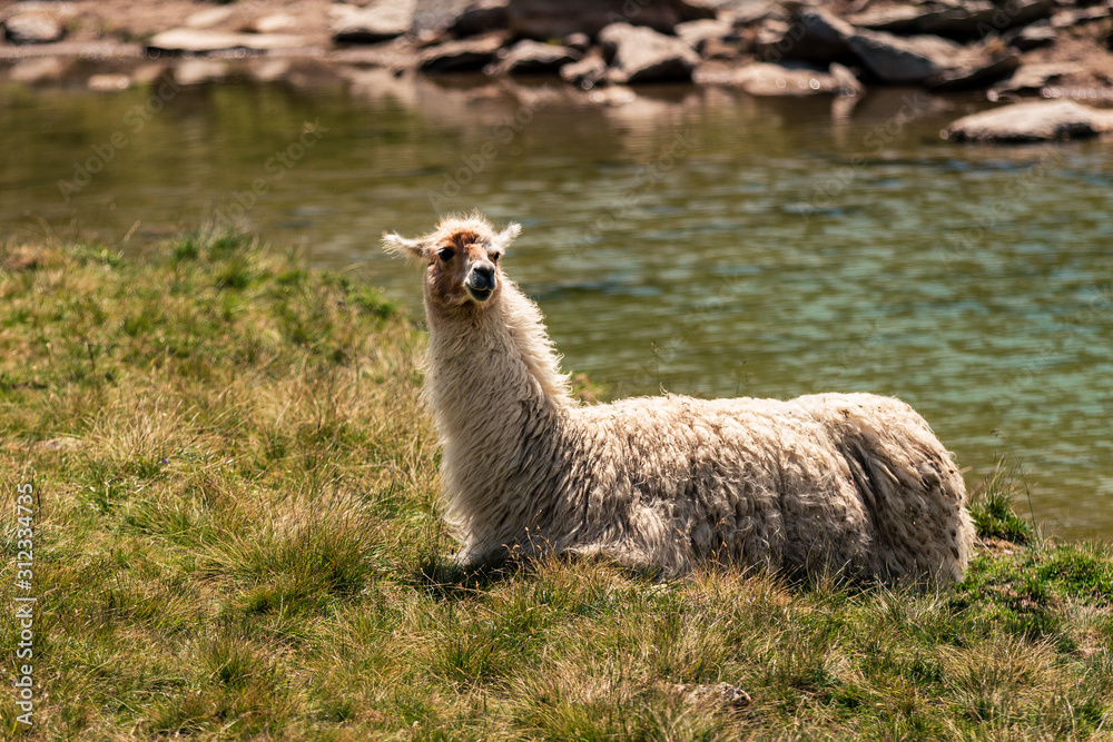 Llama lying down and enjoying the sun near Swiss mountain lake Arpitetta high up in the Pennine Alps. Ayer, Valais, Switzerland