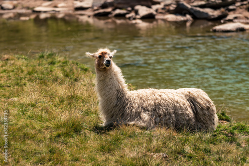 Llama lying down and enjoying the sun near Swiss mountain lake Arpitetta high up in the Pennine Alps. Ayer, Valais, Switzerland