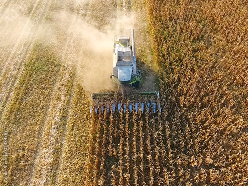 Harvester harvests corn. Collect corn cobs with the help of a co