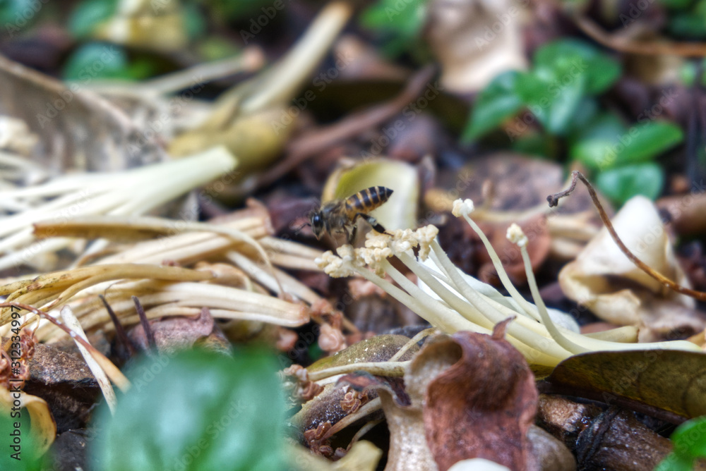 queen bee swarming flowers that fall on the ground. queen bee swarming flowers that fall on the ground.