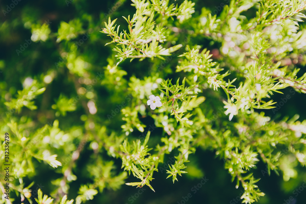 native Australian diosma plant outdoor in a sunny backyard native Australian diosma plant outdoor in a sunny backyard