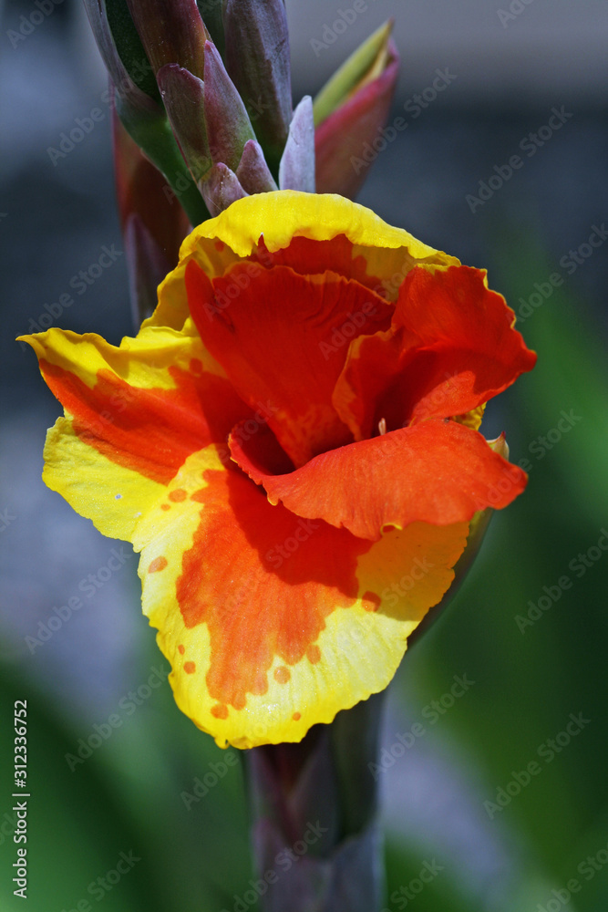 Verwunderlich Blumenrohr 5 Buchstaben Bilder