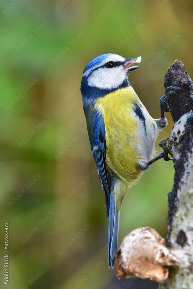 Fototapeta premium CUTE BLUE TIT IN WINTER NEAR FEEDER