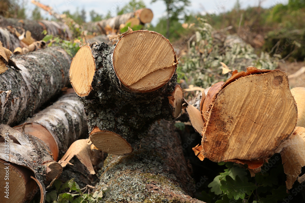 sawmill long logs birch close-up bark weathered sedum glade construction