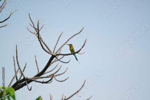 The blue-tailed bee-eater (Merops philippinus) is a near passerine bird in the bee-eater family Meropidae, of the genus Merops. It breeds in southeastern Asia. photo