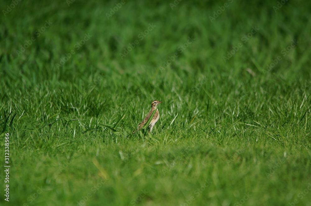 The Australasian pipit (Anthus novaeseelandiae) is a fairly small passerine bird of country in Australia, New Zealand and New Guinea. It belongs to the pipit genus Anthus in the family Motacillidae. The Australasian pipit (Anthus novaeseelandiae) is a fairly small passerine bird of country in Australia, New Zealand and New Guinea. It belongs to the pipit genus Anthus in the family Motacillidae.