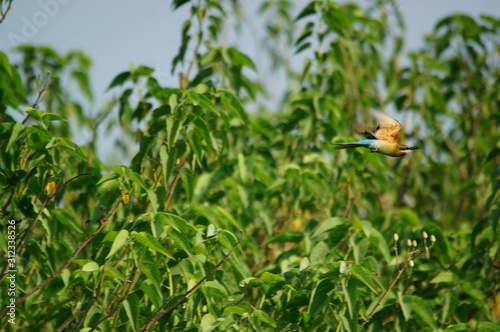 The blue-tailed bee-eater (Merops philippinus) is a near passerine bird in the bee-eater family Meropidae, of the genus Merops. It breeds in southeastern Asia. photo