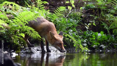 Red fox drinking from a forest stream photo