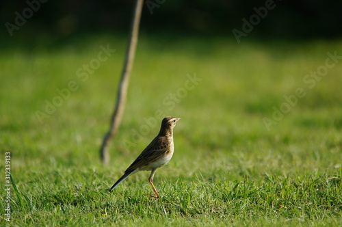 The Australasian pipit (Anthus novaeseelandiae) is a fairly small passerine bird of country in Australia, New Zealand and New Guinea. It belongs to the pipit genus Anthus in the family Motacillidae. photo