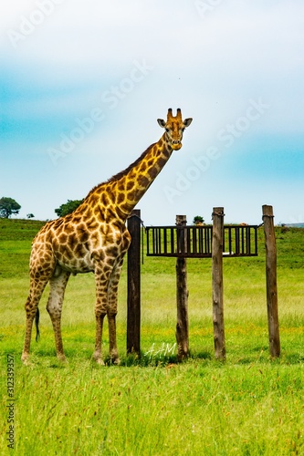 Photography giraffe in the savanna