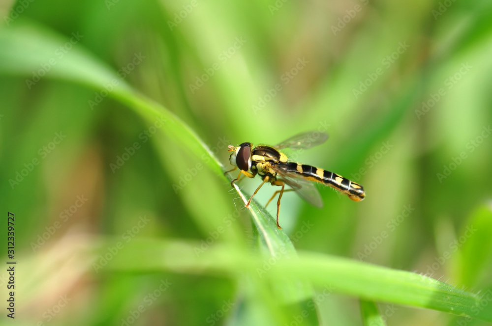 Fototapeta premium Macro shot of a fly