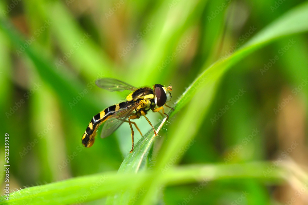 Macro shot of a  fly 