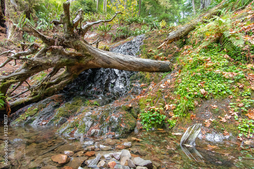 Small Waterfall at Jedediah Smith Redwood - Boy Scout Tree Trail - photo