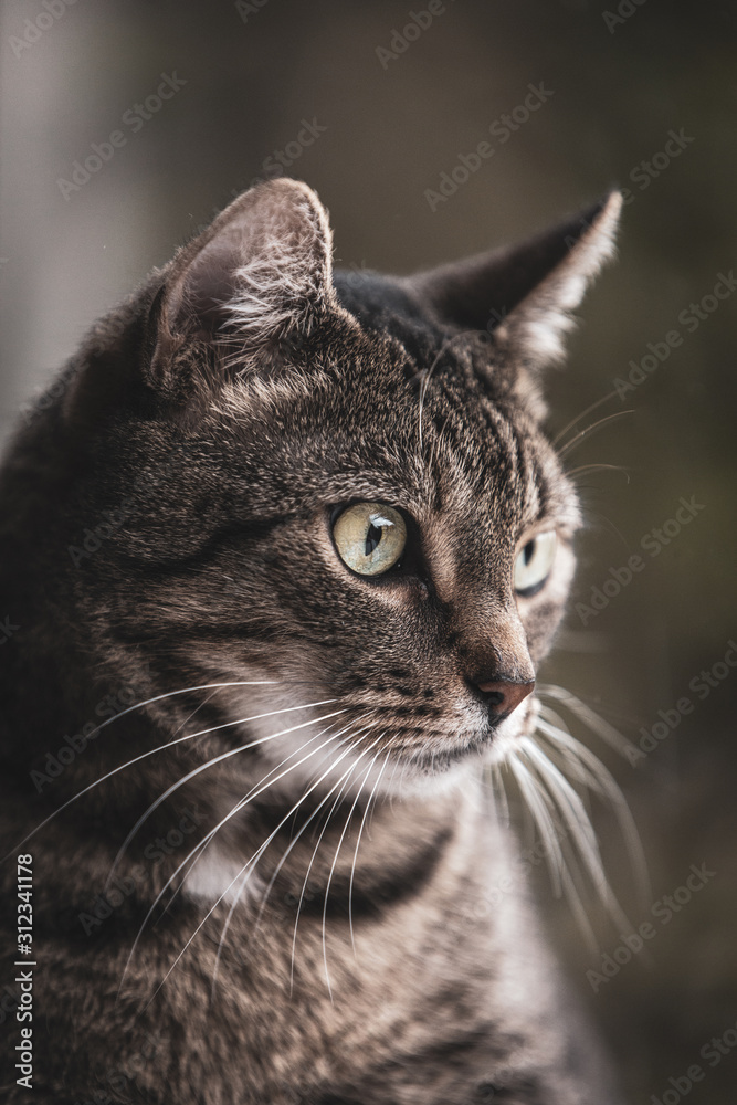 portrait of a cat