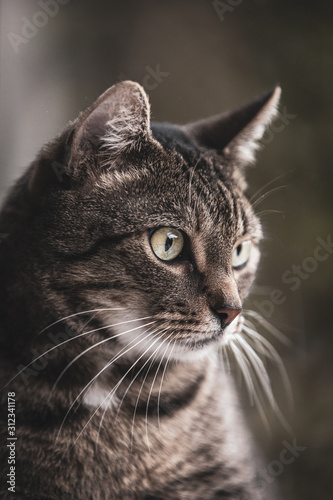 portrait of a cat