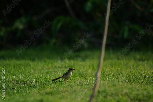 The plain prinia (Prinia inornata) is a species of bird from the Cisticolidae family. Birds inhabiting swampy areas and high grasslands found in southeast Asia photo