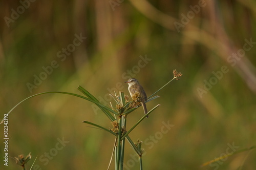 The plain prinia (Prinia inornata) is a species of bird from the Cisticolidae family. Birds inhabiting swampy areas and high grasslands found in southeast Asia photo