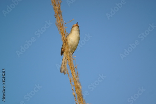 The plain prinia (Prinia inornata) is a species of bird from the Cisticolidae family. Birds inhabiting swampy areas and high grasslands found in southeast Asia photo