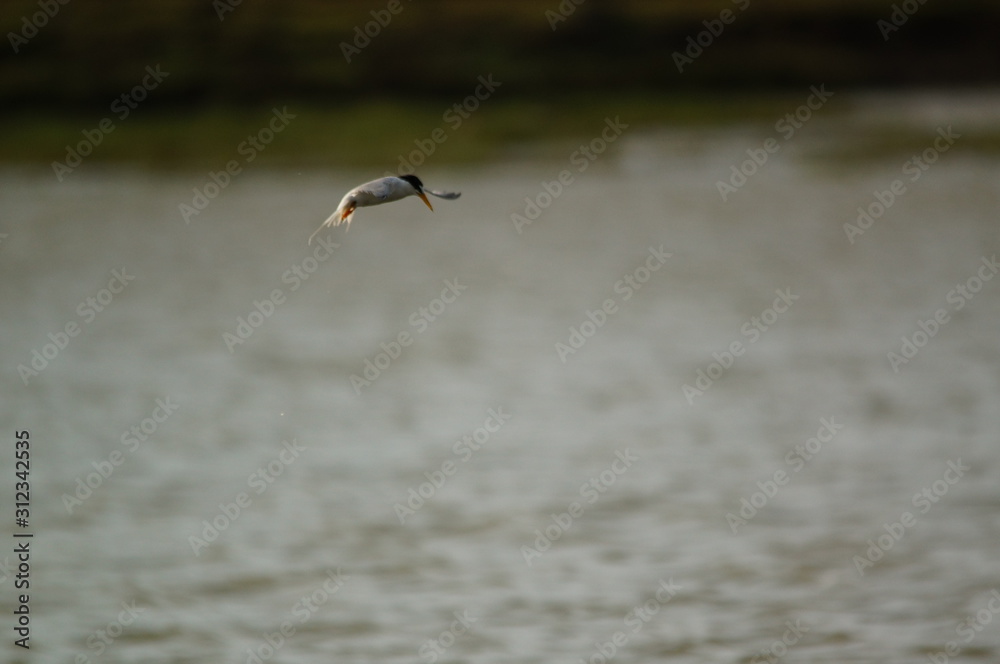 The little tern (Sternula albifrons) is a seabird of the family Laridae. It was formerly placed into the genus Sterna, which now is restricted to the large white terns.