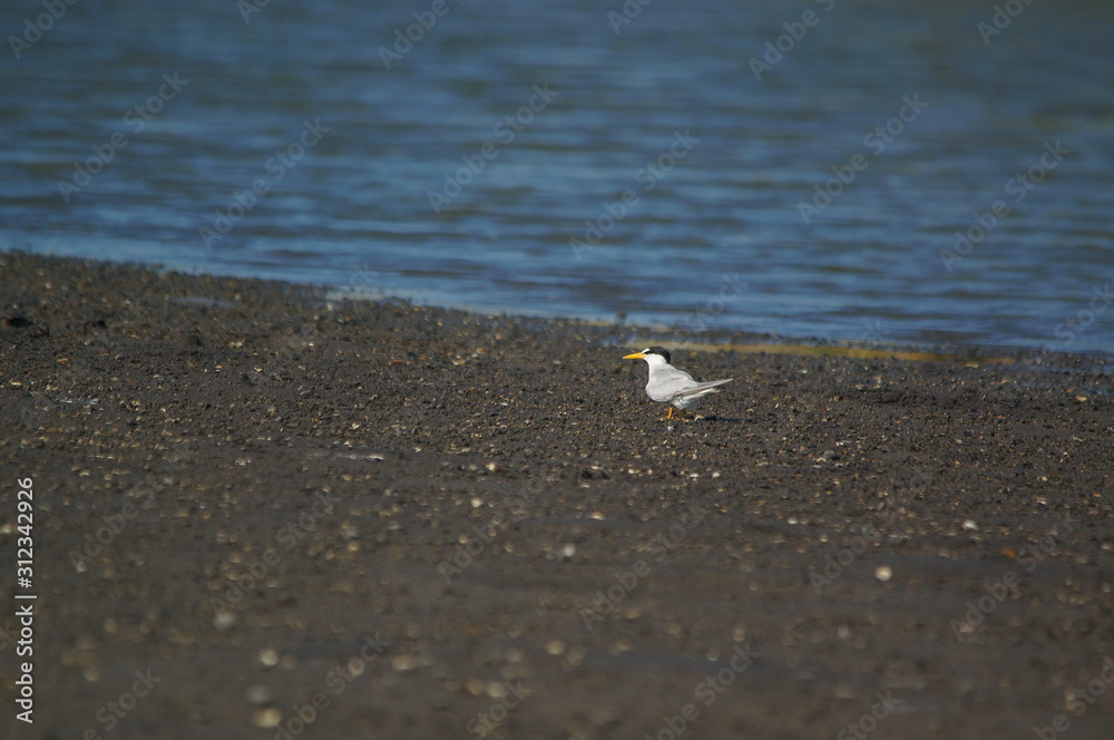The little tern (Sternula albifrons) is a seabird of the family Laridae. It was formerly placed into the genus Sterna, which now is restricted to the large white terns. The little tern (Sternula albifrons) is a seabird of the family Laridae. It was formerly placed into the genus Sterna, which now is restricted to the large white terns.