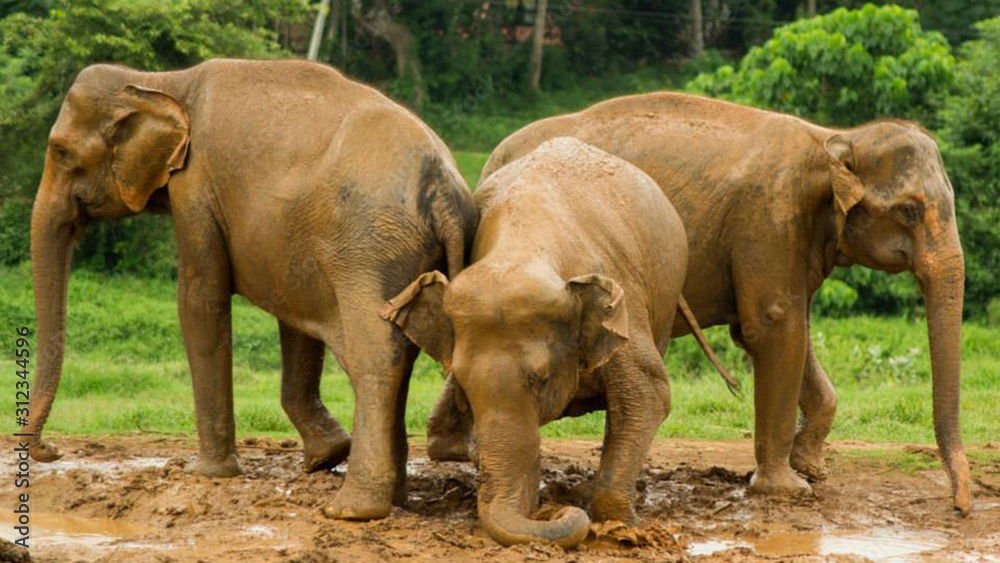 young elephants playing in the mud