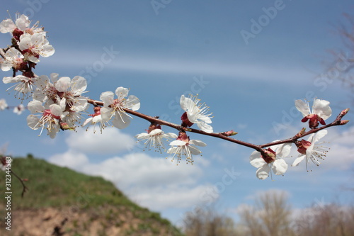 Blossoming apricot branch with white flowers on blue sky, white clouds and green slopes background in spring sunny day. Apricot blossom in spring photo
