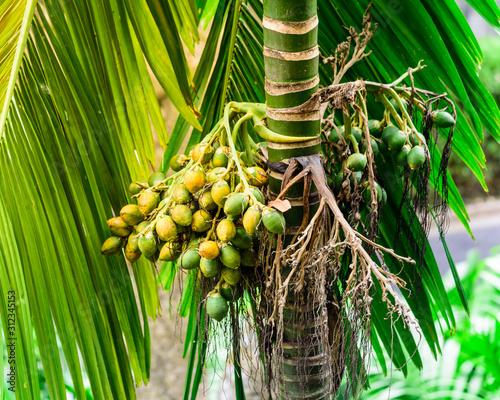 Low angle view close-up green and ripe Areca palm tree nut on tree branch in Singapore photo
