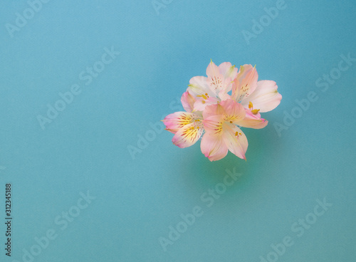 Alstroemeria buds isolated on blue background.Top view.