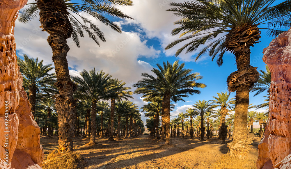 Industrial plantation of date palms. Image depicts desert agriculture industry in the Middle East