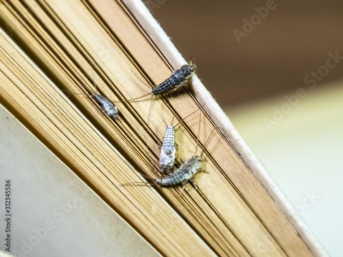 Thermobia domestica. Pest books and newspapers. Lepismatidae Insect feeding on paper - silverfish photo