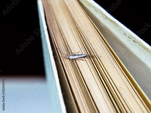 Thermobia domestica. Pest books and newspapers. Lepismatidae Insect feeding on paper - silverfish photo