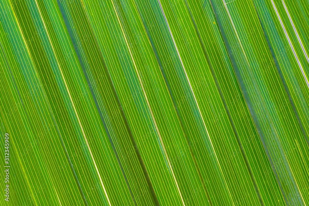 pattern of green date palm leaves for a background pattern of green date palm leaves for a background