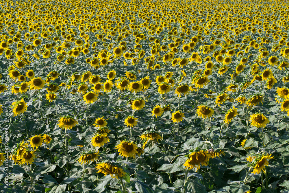 Obraz premium Sun Flowers on Sunset