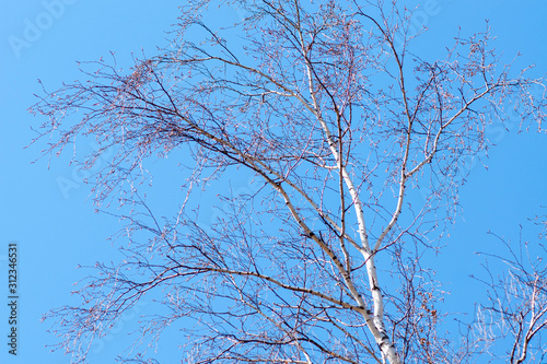 White birch with catkins against the sky