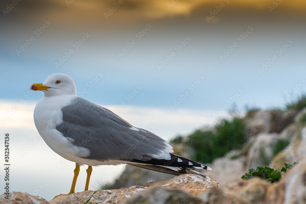 Obraz premium Seagull in wild nature! Möwe in der Natur! natürlich Umgebung am Meer! Auf Felsen wartend bereit zum Flug!