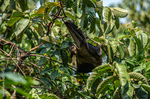 Fruit Bats resting in a tree during the day in lake Kivu, Rwanda