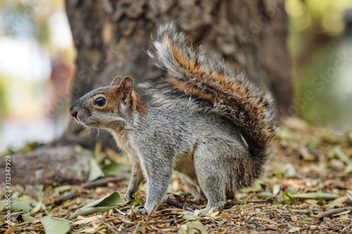 Squirrel in Mexican park Chapultepec  Mexico City