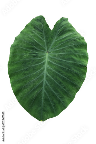 Large heart shaped green leaves of Elephant ear or taro  Colocasia species  the tropical foliage plant isolated on white background  clipping path included 