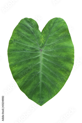 Large heart shaped green leaves of Elephant ear or taro  Colocasia species  the tropical foliage plant isolated on white background  clipping path included 