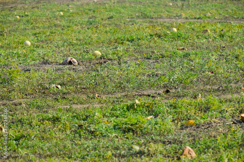 An abandoned field of watermelons and melons. Rotten watermelons