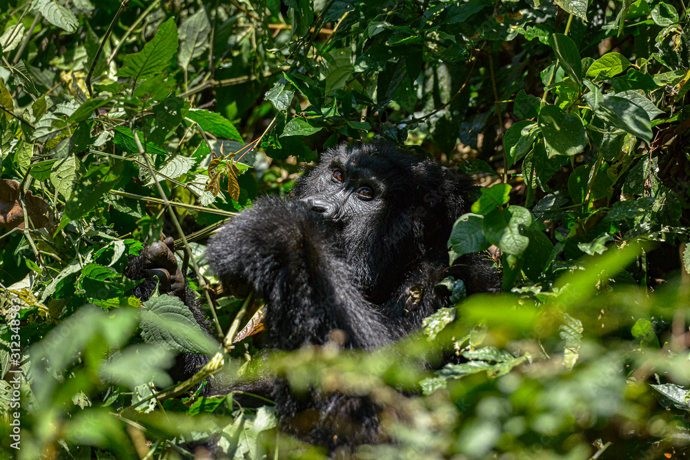 Mountain Silverback Gorilla in Bwindi Impenetrable National Park in Uganda. Mountain Silverback Gorilla in Bwindi Impenetrable National Park in Uganda.