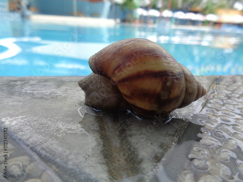 Big snail in shell crawling on porcelain, summer day in garden, A garden snail is looking for food, edible snail or escargot, is a species of large and edible. ( Siput, Bekicot or Snail ) photo