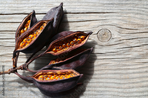 Brachychiton populneus, Bottle tree or Kurrajong seeds closeup on a wooden background.Selective focus. photo