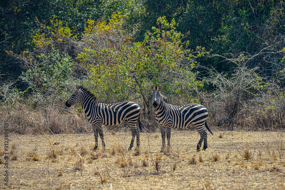 Obraz premium Zebras in Akagera National Park in Rwanda. Akagera National Park covers 1,200 km in eastern Rwanda, along the Tanzanian border.