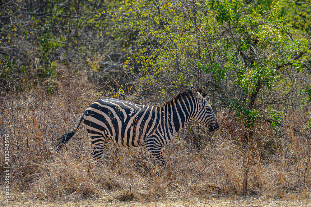 Obraz premium Zebras in Akagera National Park in Rwanda. Akagera National Park covers 1,200 km in eastern Rwanda, along the Tanzanian border.