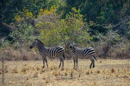 Zebras in Akagera National Park in Rwanda. Akagera National Park covers 1 200 km in eastern Rwanda  along the Tanzanian border.