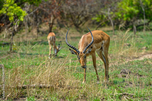 Antelope in Akagera National Park in Rwanda.
