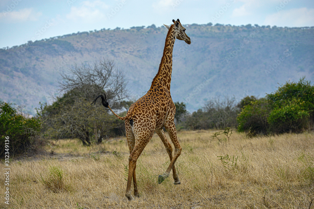 Fototapeta premium A wild giraffe grazing in the savanna in Akagera National Park, Rwanda.