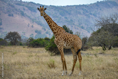 A wild giraffe grazing in the savanna in Akagera National Park  Rwanda.